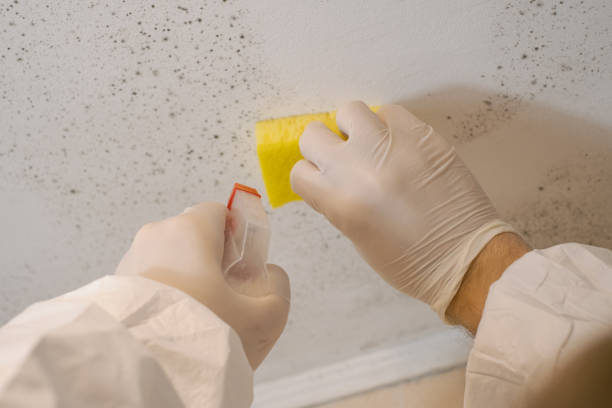 Forensic Mold Investigation